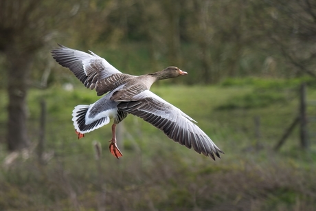 Grauwe gans