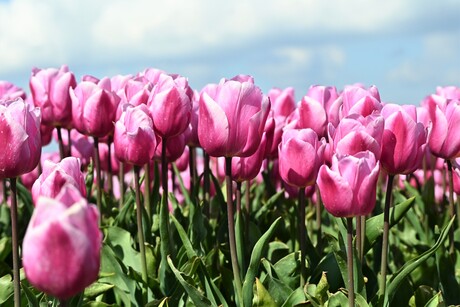 Tulpenveld