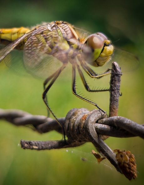 Nog maar een libelle