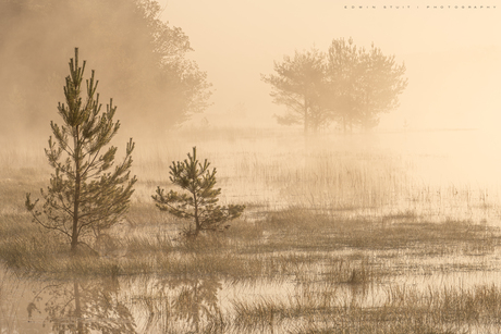 Misty lake