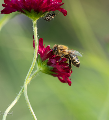 In de tuin,