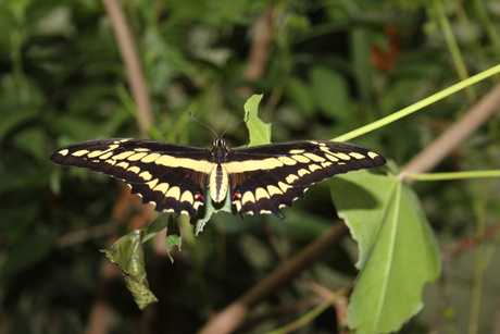 Papilio thoas 