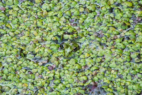 De groen kikker in het groene kroest