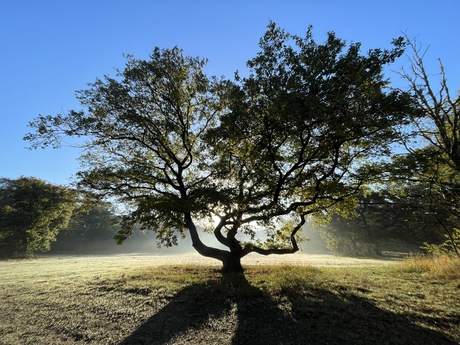 Ochtendlicht