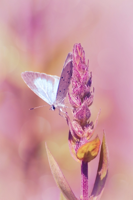 Boomblauwtje op de kattenstaart