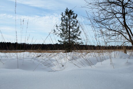 Sneeuwlandschap