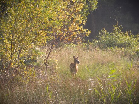 Objectieven kijken zich lens de natuur in