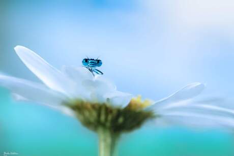 Thuisopdracht  het perfecte plaatje 