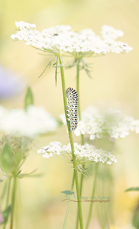 Rups Koninginnenpage
