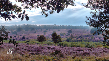 Bloeiende heide 