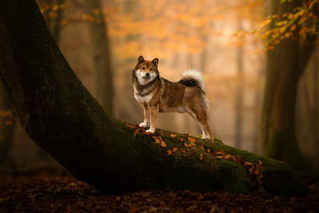 This is what Autumn feels like