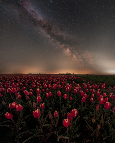 Tulpen en sterren 🌷