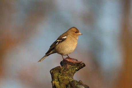 Vink vrouw