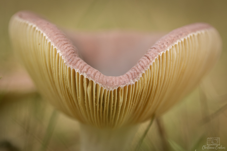 Soms fluistert het bos in pasteltinten