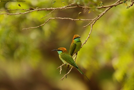  Aziatische kleine groene bijeneter 