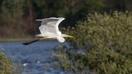 Zilver reiger