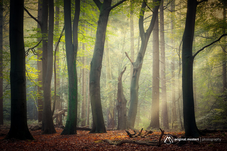 Waar het licht het bos streelt...