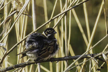  Bad hairday Rietgors
