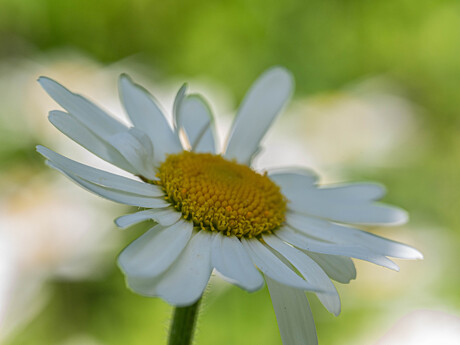 Summermacro