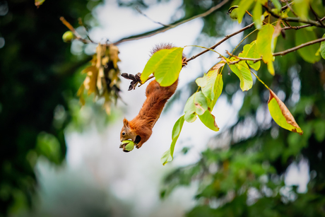 Eekhoorn in notenboom