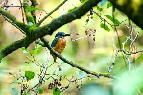 ijsvogel opzijngemak