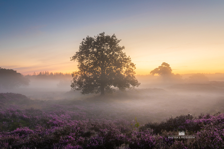 Mistige morgen op de heide