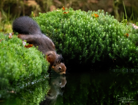 Dorst