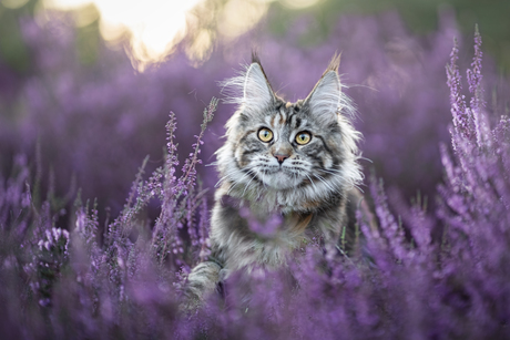 Maine Coon kitten op de heide