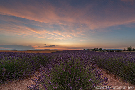Sunset at lavenderfields