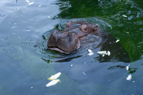 Dierentuin  Emmen