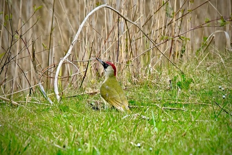 De groene specht