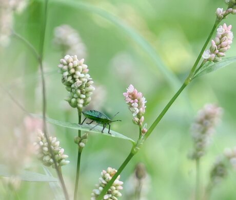 Groene schildwants