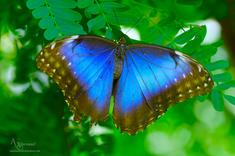 Morpho peleides