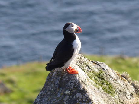 Atlantic Puffin 