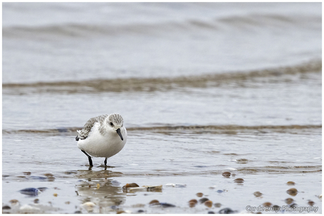 Drieteenstrandloper