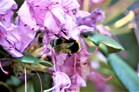 hommel ook in de tuin