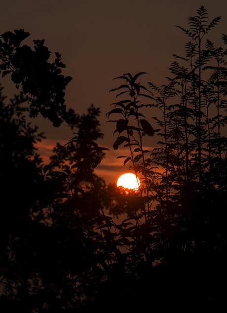 Zonsondergang in het Park