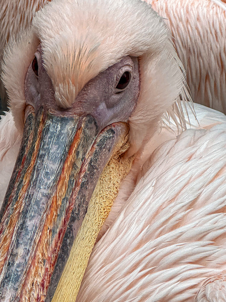 Elegantie in roze tinten