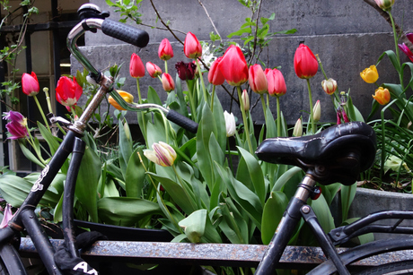 Tulpen uit...
