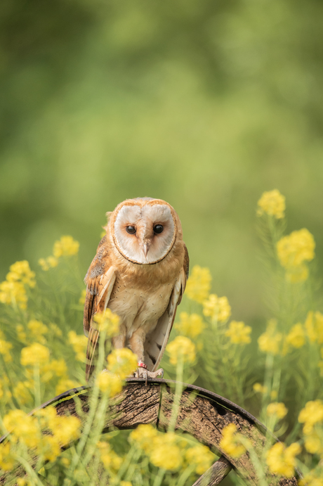 Kerkuil op wiel