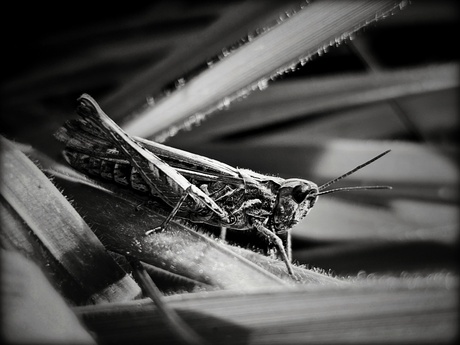 Sprinkhaan in zwart wit