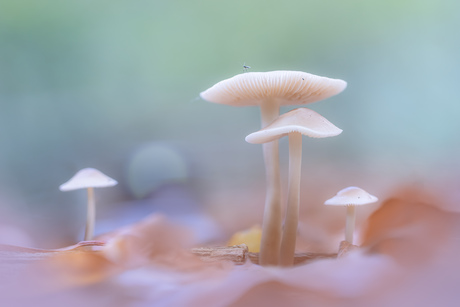 groepje paddenstoelen