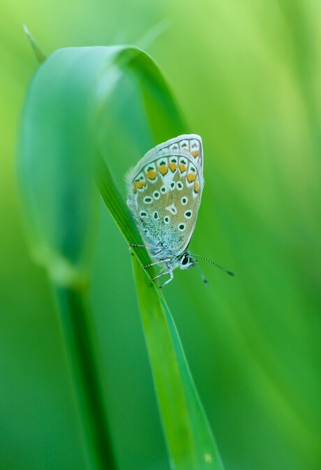 Icarusblauwtje