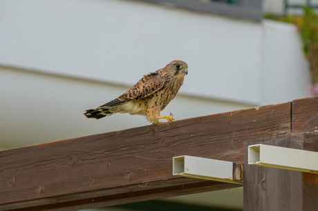Torenvalk eet bidsprinkhaan 3