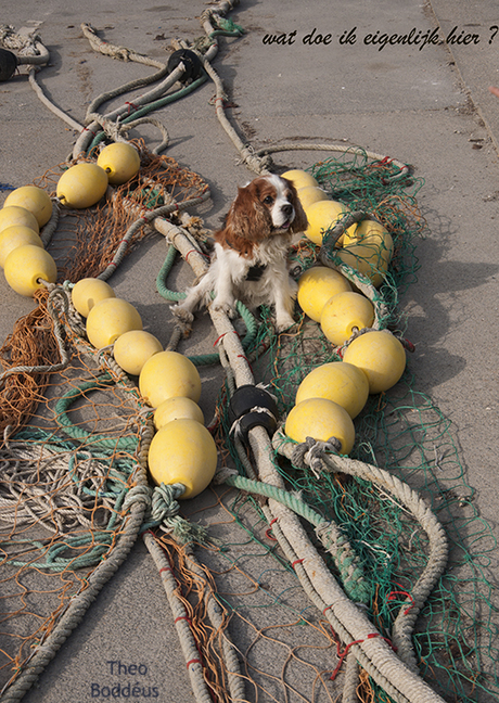 verwarde hond  1209225478