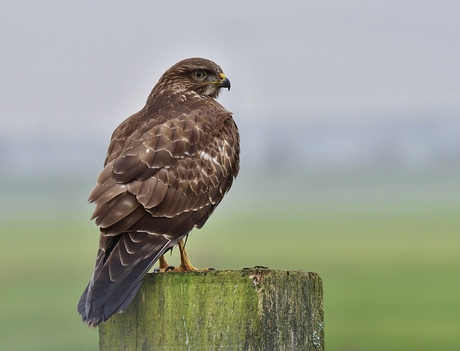 Polderbuizerd