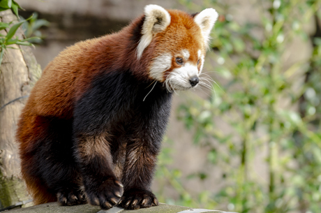 De rode panda, ook wel bekend als kleine panda