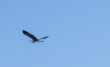 Vliegende reiger