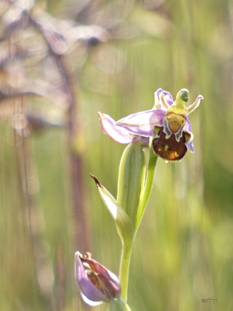 Bijen orchidee.....