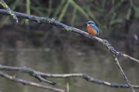 Ijsvogeltje 